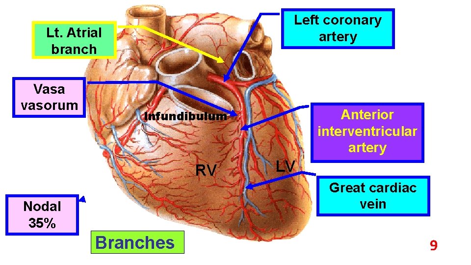 Left coronary artery Lt. Atrial branch Vasa vasorum Anterior interventricular artery Infundibulum RV LV