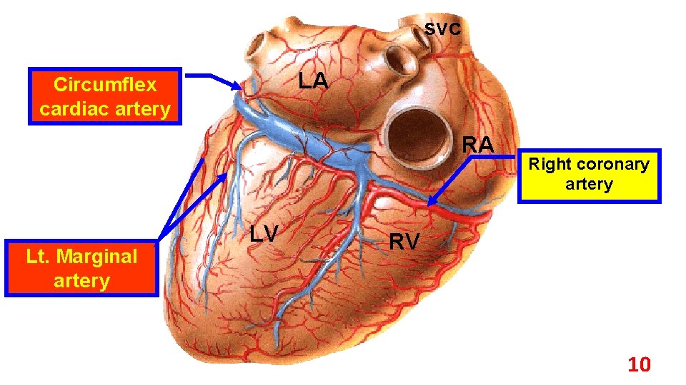 svc LA Circumflex cardiac artery RA Lt. Marginal artery LV Right coronary artery RV