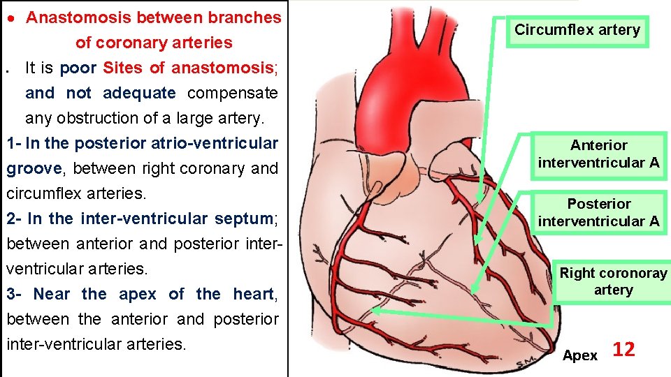  Anastomosis between branches of coronary arteries It is poor Sites of anastomosis; and