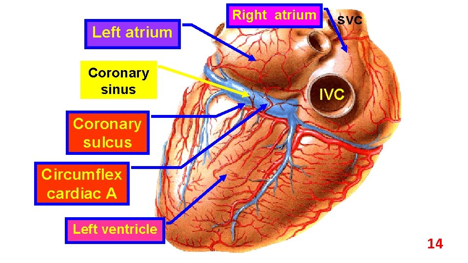 Right atrium Left atrium Coronary sinus svc IVC Coronary sulcus Circumflex cardiac A Left