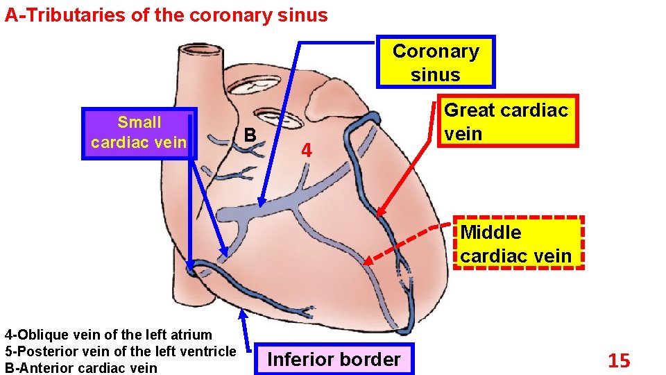 A Tributaries of the coronary sinus Coronary sinus Small cardiac vein B 4 Great