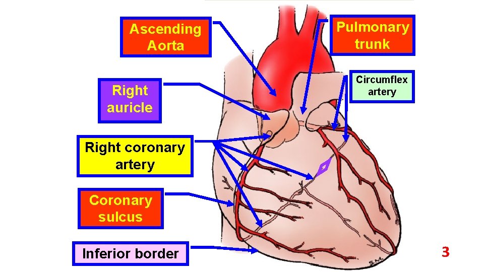 Ascending Aorta Right auricle Pulmonary trunk Circumflex artery Right coronary artery Coronary sulcus Inferior