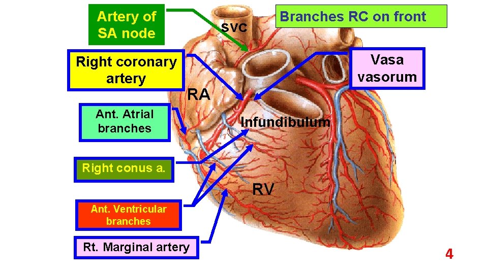 Artery of SA node Right coronary artery Branches RC on front svc Vasa vasorum