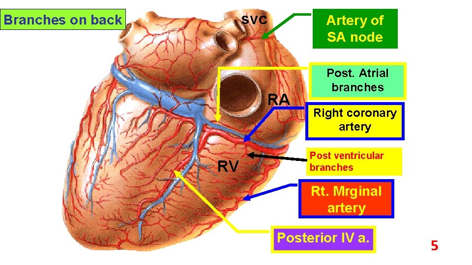 svc Branches on back Artery of SA node RA RV Post. Atrial branches Right