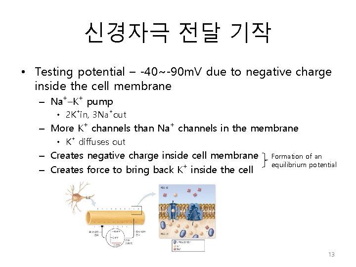 신경자극 전달 기작 • Testing potential – -40~-90 m. V due to negative charge