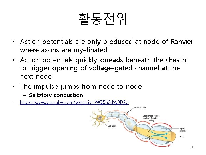 활동전위 • Action potentials are only produced at node of Ranvier where axons are