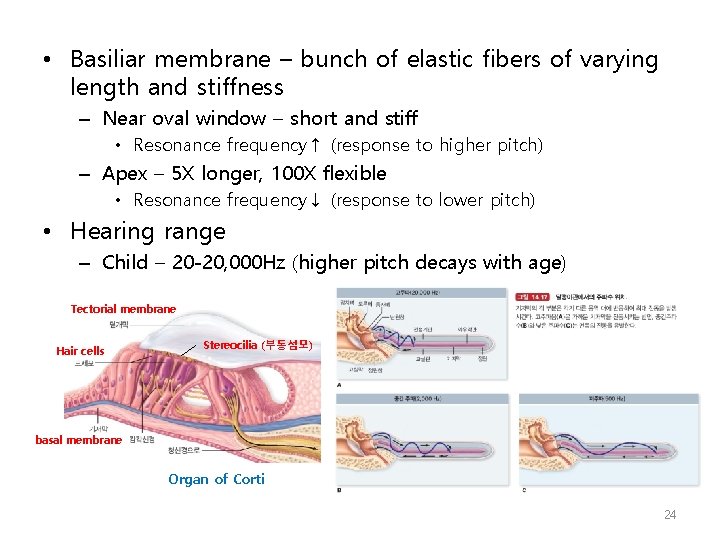  • Basiliar membrane – bunch of elastic fibers of varying length and stiffness