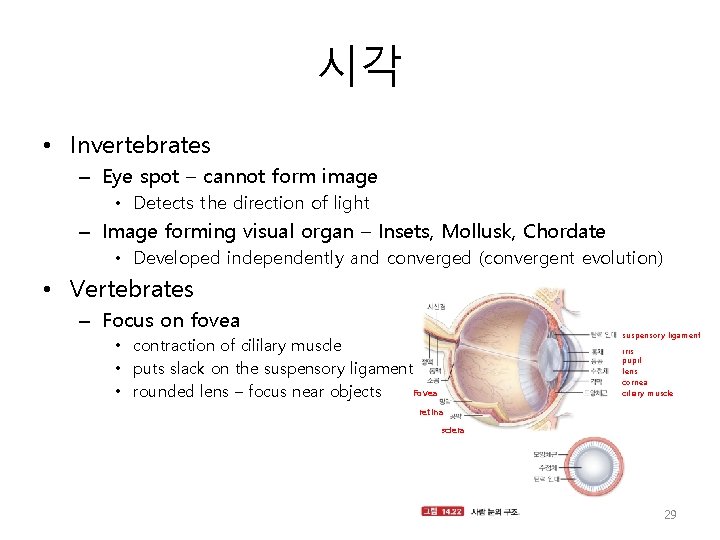 시각 • Invertebrates – Eye spot – cannot form image • Detects the direction