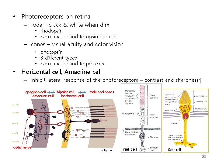  • Photoreceptors on retina – rods – black & white when dim •