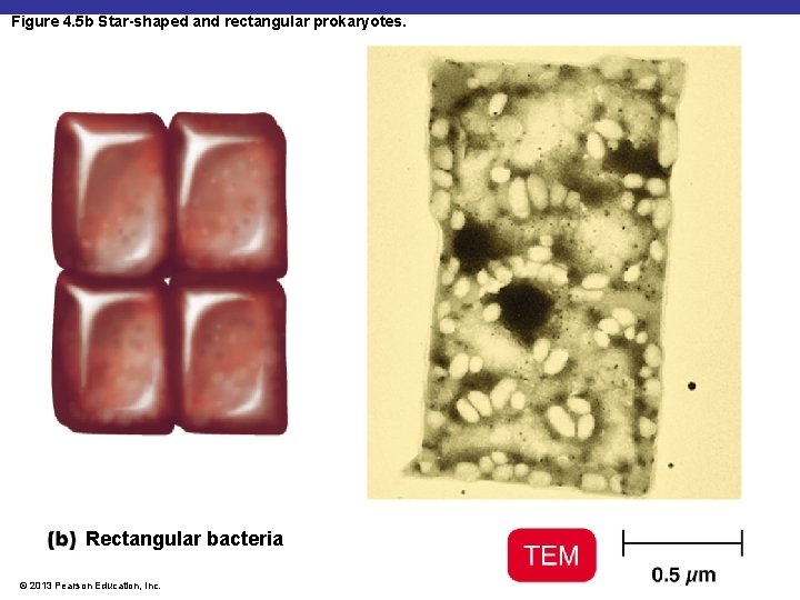 Figure 4. 5 b Star-shaped and rectangular prokaryotes. Rectangular bacteria © 2013 Pearson Education,