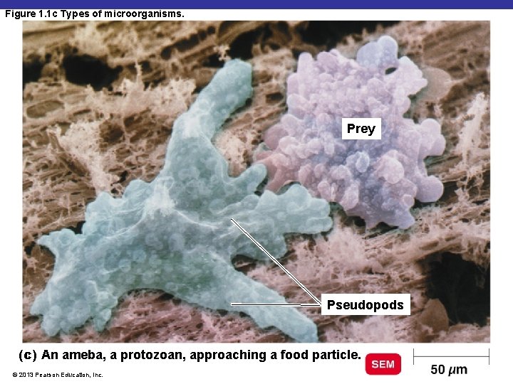 Figure 1. 1 c Types of microorganisms. Prey Pseudopods (c) An ameba, a protozoan,