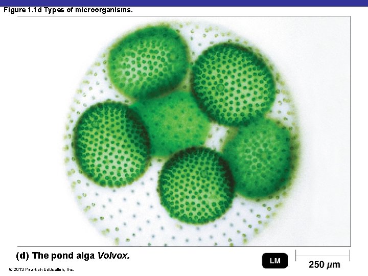 Figure 1. 1 d Types of microorganisms. (d) The pond alga Volvox. © 2013