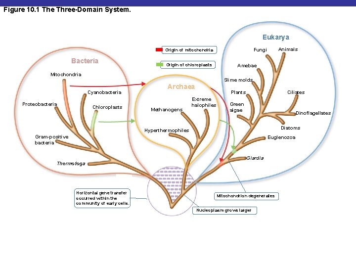 Figure 10. 1 The Three-Domain System. Eukarya Bacteria Origin of chloroplasts Mitochondria Amebae Slime