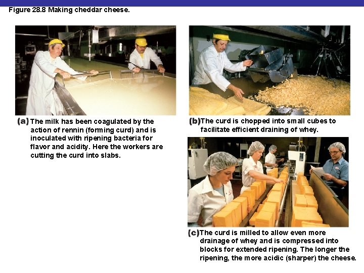 Figure 28. 8 Making cheddar cheese. The milk has been coagulated by the action