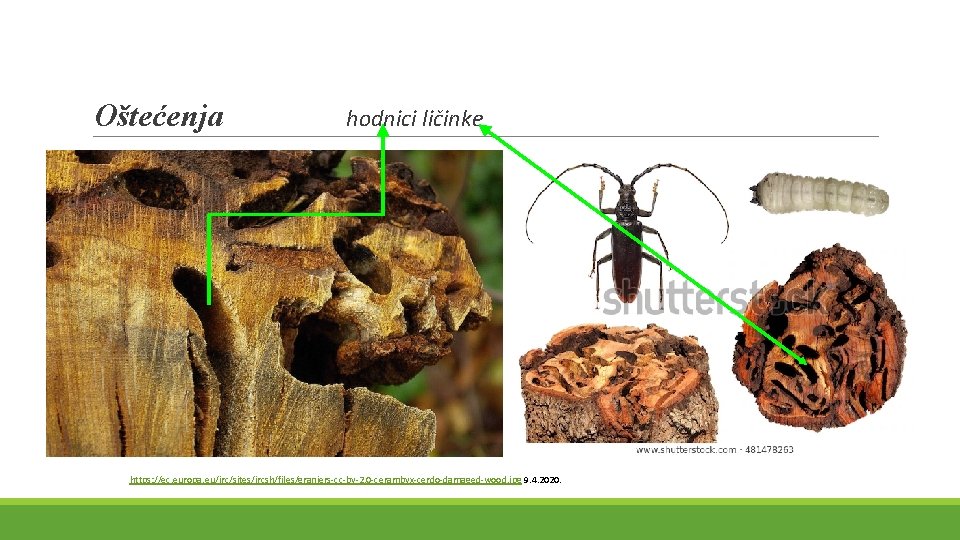 Oštećenja hodnici ličinke https: //ec. europa. eu/jrc/sites/jrcsh/files/graniers-cc-by-2. 0 -cerambyx-cerdo-damaged-wood. jpg 9. 4. 2020. 