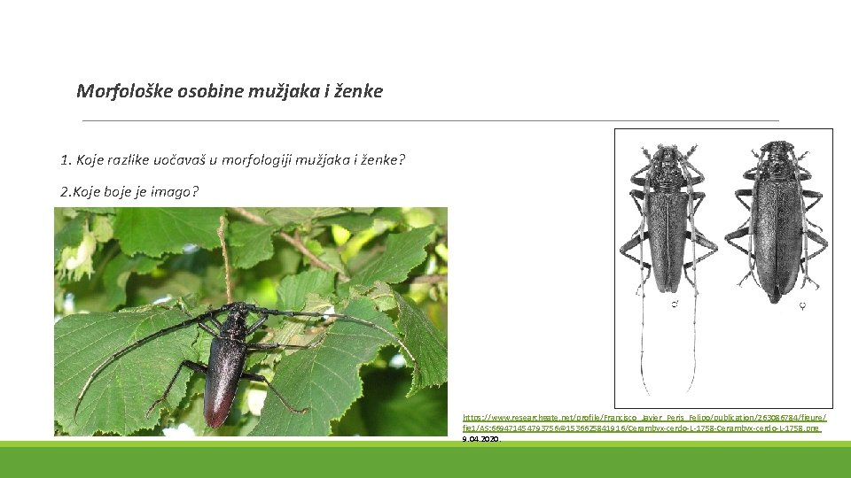 Morfološke osobine mužjaka i ženke 1. Koje razlike uočavaš u morfologiji mužjaka i ženke?