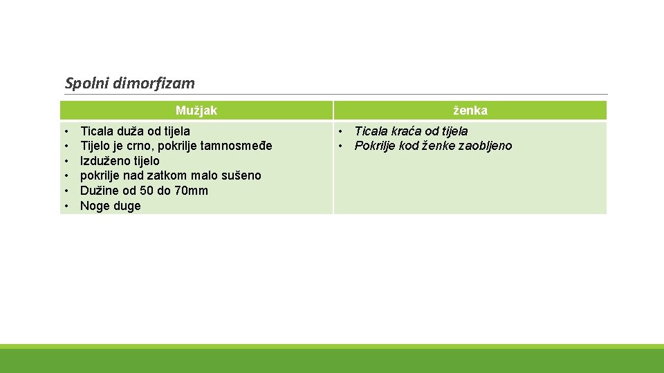 Spolni dimorfizam Mužjak • • • Ticala duža od tijela Tijelo je crno, pokrilje