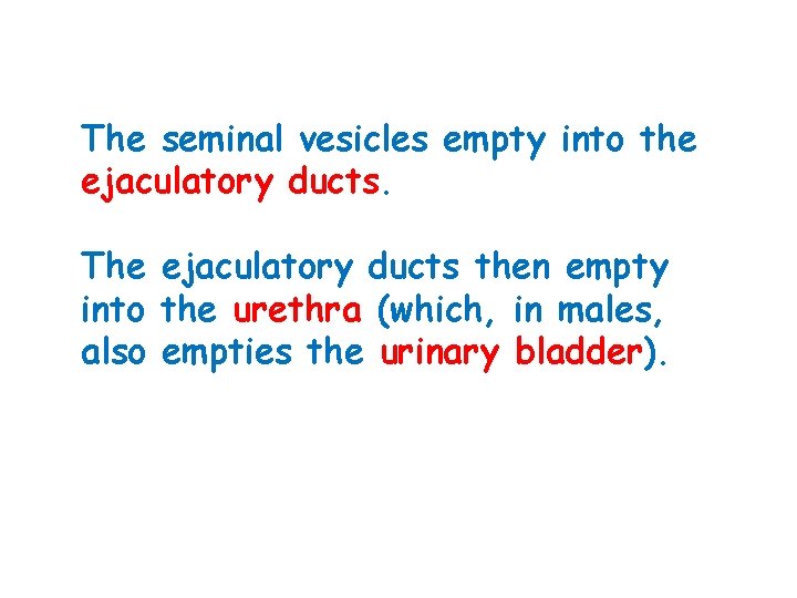 The seminal vesicles empty into the ejaculatory ducts. The ejaculatory ducts then empty into
