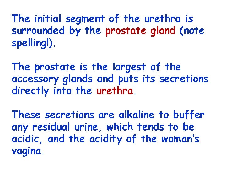 The initial segment of the urethra is surrounded by the prostate gland (note spelling!).