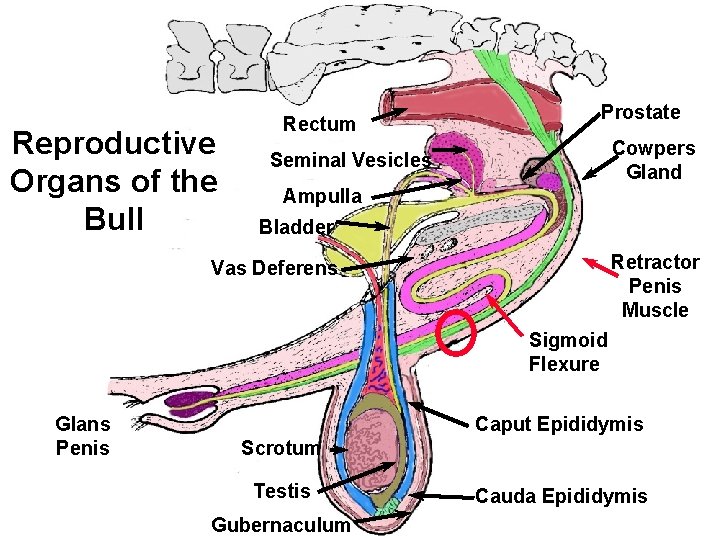 Reproductive Organs of the Bull Rectum Prostate Cowpers Gland Seminal Vesicles Ampulla Bladder Retractor