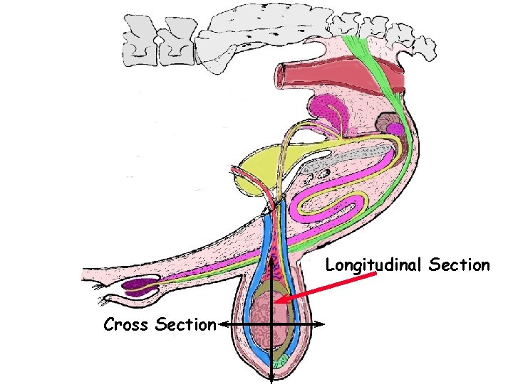 Bull Tract Longitudinal Section Cross Section 