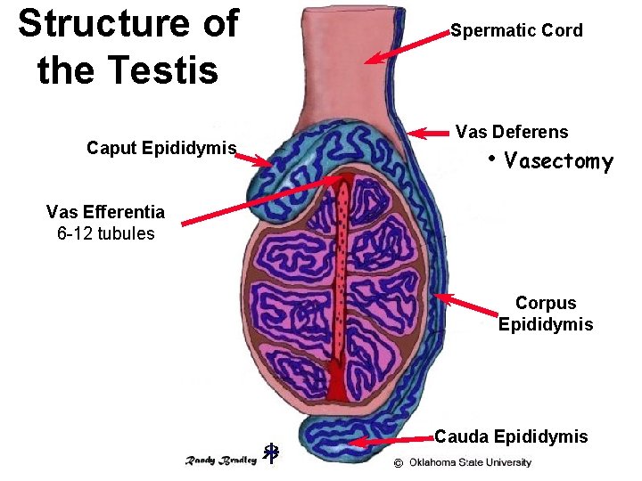 Structure of the Testis Caput Epididymis Spermatic Cord Vas Deferens • Vasectomy Vas Efferentia