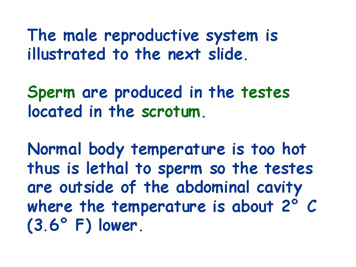 The male reproductive system is illustrated to the next slide. Sperm are produced in