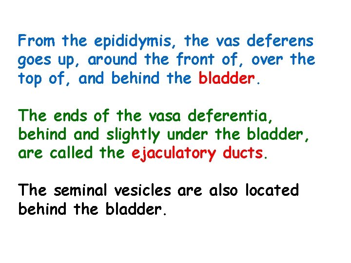 From the epididymis, the vas deferens goes up, around the front of, over the