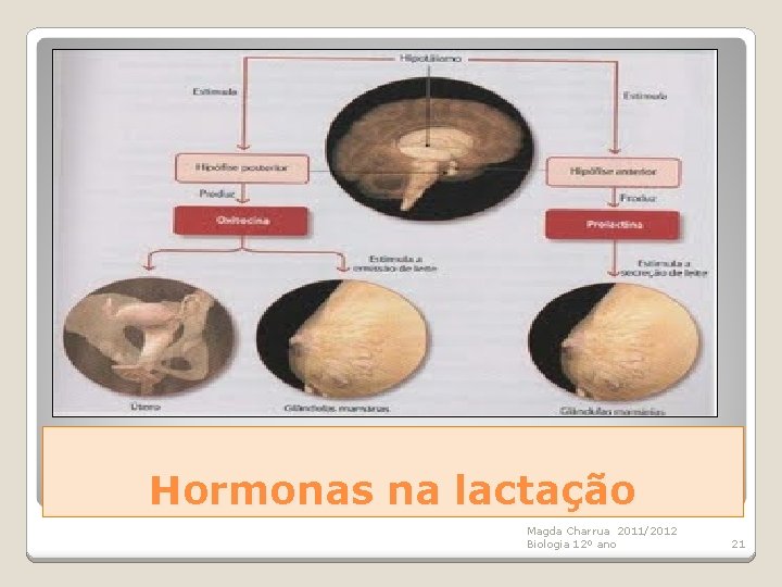 Hormonas na lactação Magda Charrua 2011/2012 Biologia 12º ano 21 