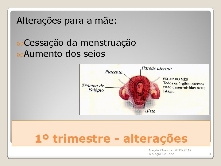 Alterações para a mãe: Cessação da menstruação Aumento dos seios 1º trimestre - alterações