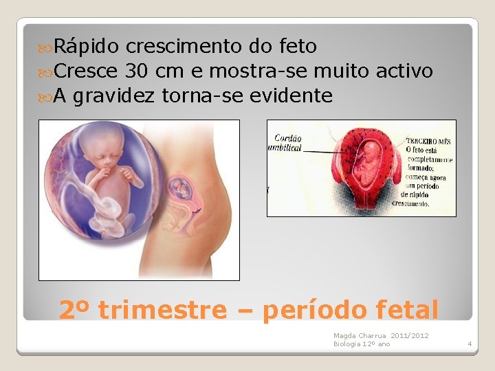  Rápido crescimento do feto Cresce 30 cm e mostra-se muito activo A gravidez