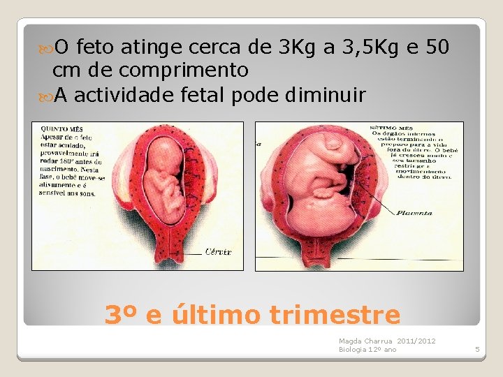  O feto atinge cerca de 3 Kg a 3, 5 Kg e 50