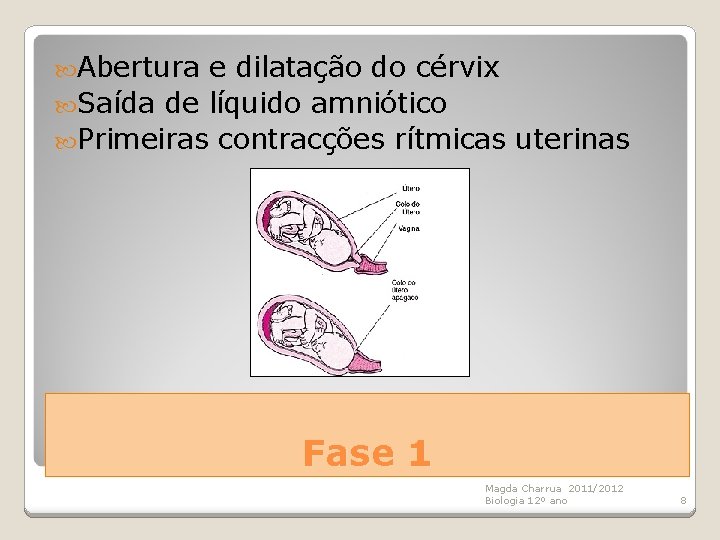  Abertura e dilatação do cérvix Saída de líquido amniótico Primeiras contracções rítmicas uterinas