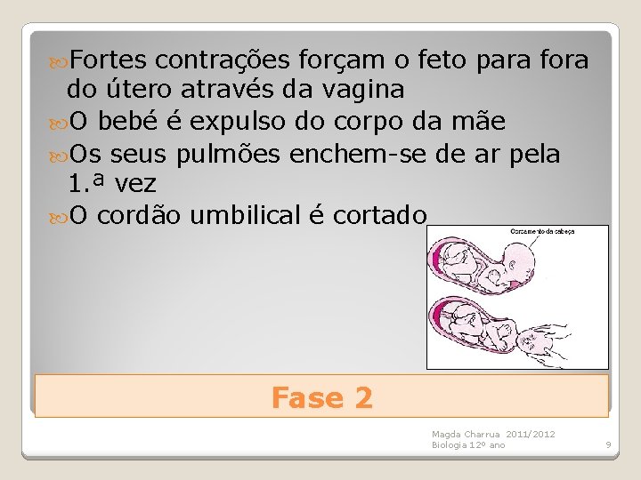  Fortes contrações forçam o feto para fora do útero através da vagina O