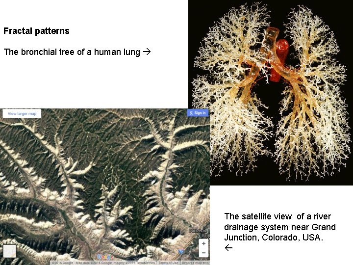 Fractal patterns The bronchial tree of a human lung The satellite view of a