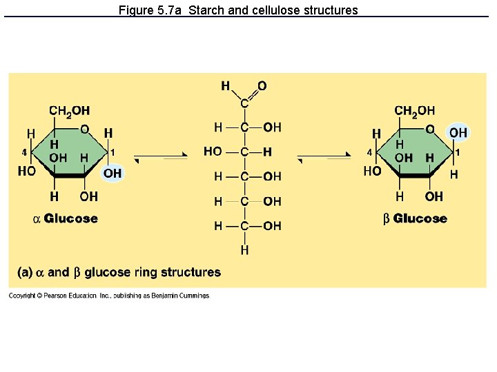 Figure 5. 7 a Starch and cellulose structures 