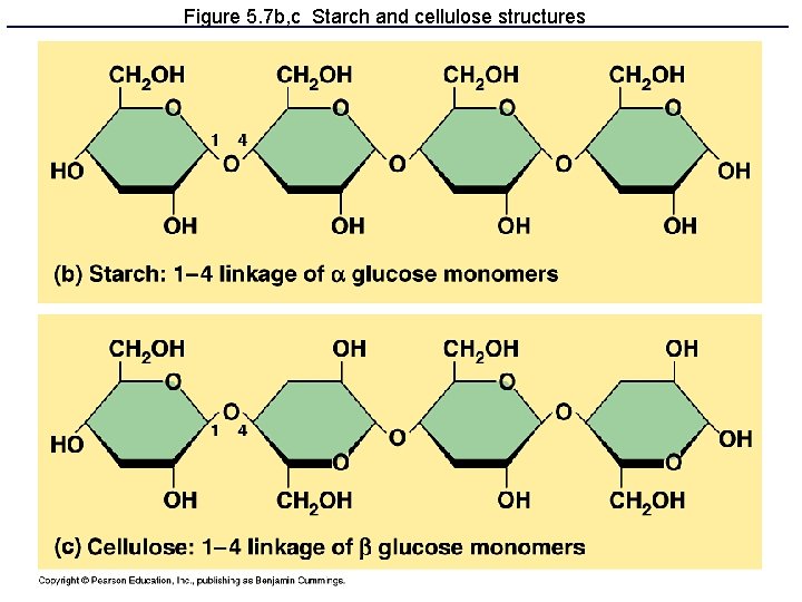 Figure 5. 7 b, c Starch and cellulose structures 