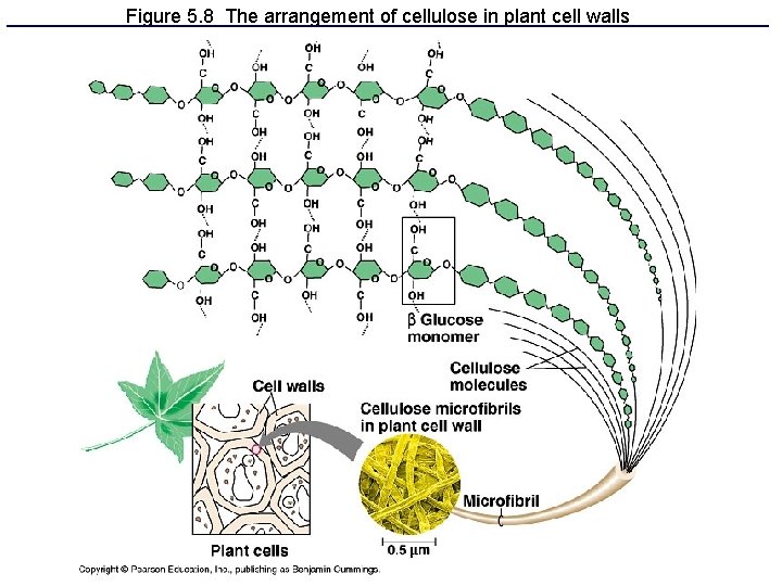Figure 5. 8 The arrangement of cellulose in plant cell walls 