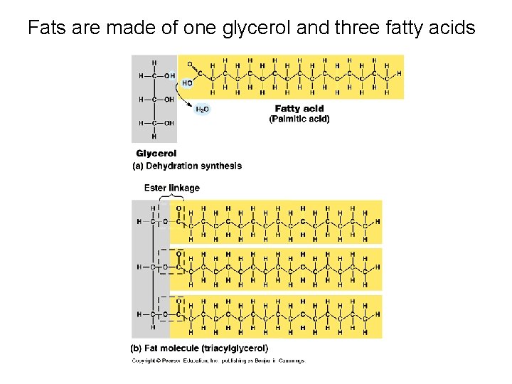 Fats are made of one glycerol and three fatty acids 