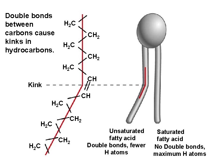 Double bonds between carbons cause kinks in hydrocarbons. H 2 C CH 2 H