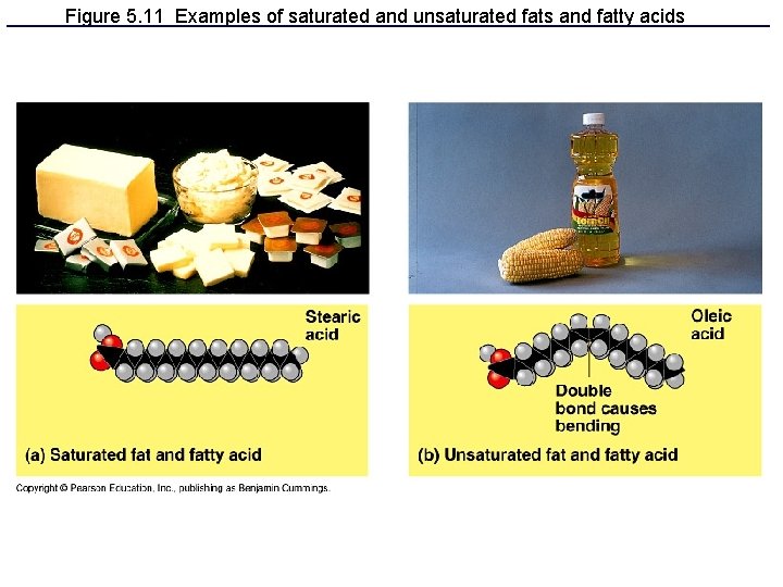 Figure 5. 11 Examples of saturated and unsaturated fats and fatty acids 