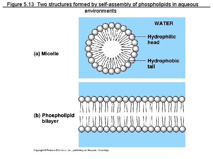 Figure 5. 13 Two structures formed by self-assembly of phospholipids in aqueous environments 