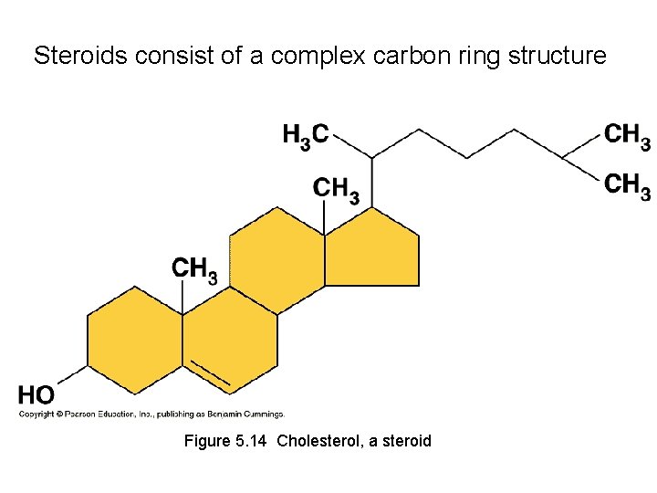 Steroids consist of a complex carbon ring structure Figure 5. 14 Cholesterol, a steroid