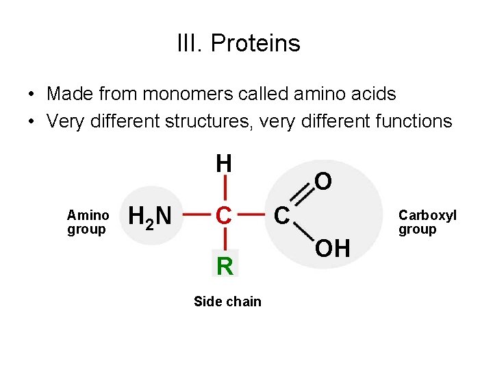III. Proteins • Made from monomers called amino acids • Very different structures, very