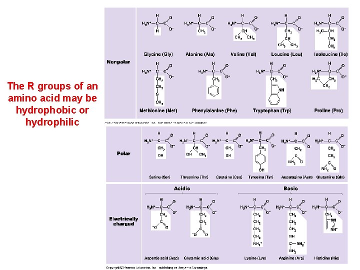 The R groups of an amino acid may be hydrophobic or hydrophilic 