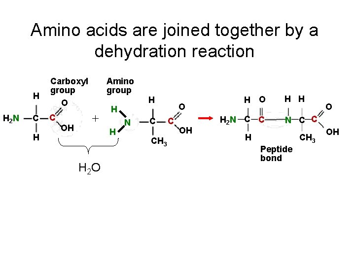 Amino acids are joined together by a dehydration reaction H H 2 N C