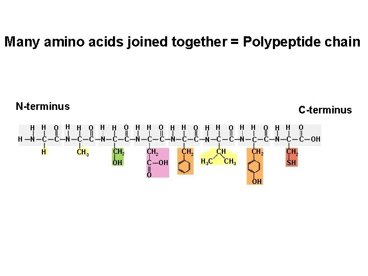 Many amino acids joined together = Polypeptide chain N-terminus H C-terminus H H O