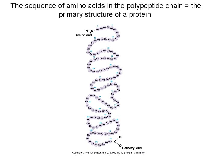 The sequence of amino acids in the polypeptide chain = the primary structure of