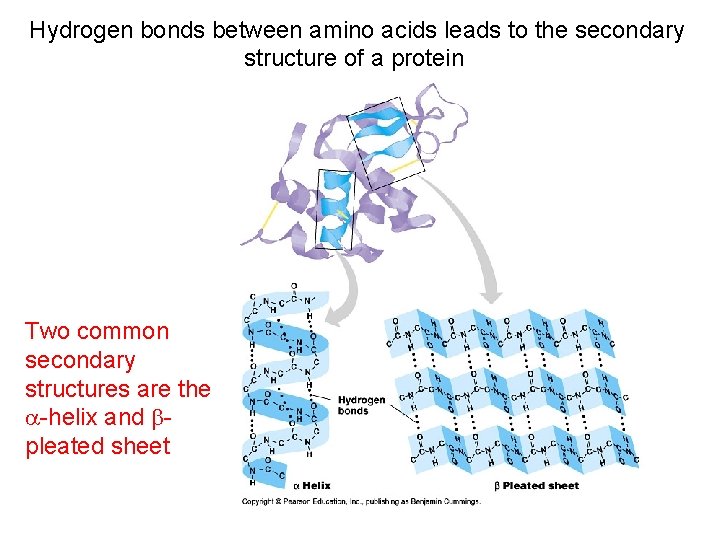 Hydrogen bonds between amino acids leads to the secondary structure of a protein Two