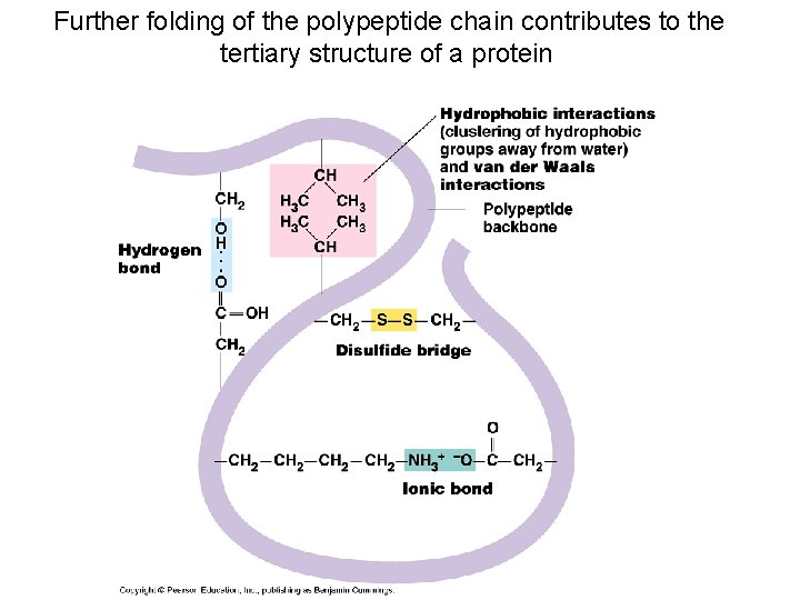 Further folding of the polypeptide chain contributes to the tertiary structure of a protein